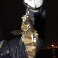 メバルはどこか行ってしまったのか